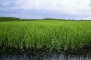 Grün Reis Landwirtschaft Feld Landschaft Aussicht mit Blau Himmel im das Landschaft von Bangladesch foto