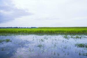 Grün Reis Landwirtschaft Feld Landschaft Aussicht mit Blau Himmel im das Landschaft von Bangladesch foto