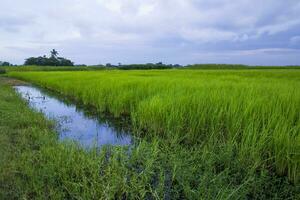 Grün Reis Landwirtschaft Feld Landschaft Aussicht mit Blau Himmel im das Landschaft von Bangladesch foto