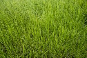 Nahaufnahme grünes langes Grasmuster kann als natürliches Hintergrundbild verwendet werden foto