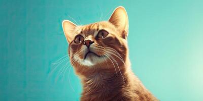 Katze Porträt auf minimal Blau Hintergrund zum Banner ai generativ foto