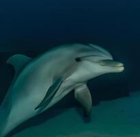 Delfin Schwimmen im das rot Meer ai generativ foto