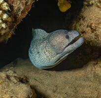 Muräne Aal Muräne Lycodontis undulatus im das rot Meer ai generativ foto