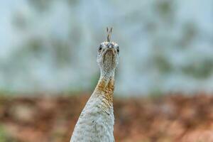 Pfau Gehen im das Garten verwischen Hintergrund foto