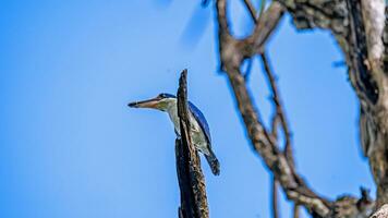 Halsband Eisvogel thront auf Baum foto