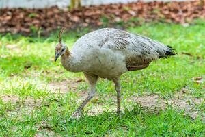 Pfau, der im Garten spaziert foto