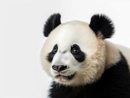 Nahansicht von ein Panda isoliert auf ein Weiß Hintergrund foto