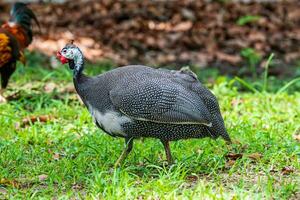 Pfau, der im Garten spaziert foto