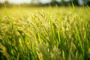 groß Grün Reis Feld mit Grün Reis Pflanzen foto