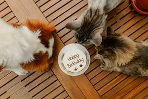Tiere Geburtstag Party. Hund und Katzen feiern Geburtstag. Kuchen zum Haustier gemacht von Kekse im gestalten von Fleisch Knochen. foto