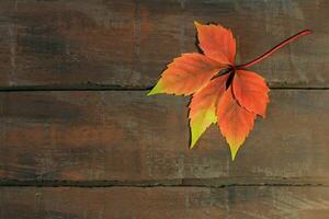 Herbst Blatt von wild Trauben auf hölzern Bretter. Kopieren Raum foto