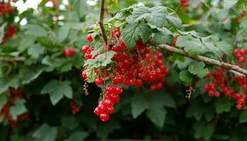 Cluster von reif rot Johannisbeeren hängen auf ein Busch. gesund Essen Konzept. wachsend Pflanzen und Beeren im das Garten. das Beeren von rot Johannisbeere wie ein Ernährung mit Vitamine zum vegan. foto