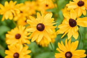 Blumen- Hintergrund mit Gelb Rudbeckia Blumen. nützlich Pflanze zum Gesundheit. horizontal Format. foto