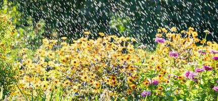 Blumen- Banner. Bewegung verwischen von blühen Blume Bett im schräg regnet im sonnig Tag. foto