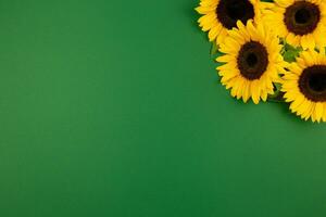 Sonnenblumen auf dunkel Grün Hintergrund. Valentinstag, Damen, Mütter Tag, Ostern, Geburtstag oder Hochzeit, Frühling Urlaub eben legen. oben Sicht. Kopieren Raum. foto