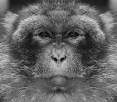 ein schön schwarz und Weiß Porträt von ein Affe beim schließen Angebot Das sieht aus beim das Kamera. Macaca, Barbarei. foto