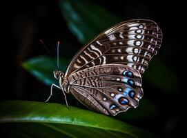 schließen oben Detail von Schmetterling thront auf Blume Blütenblätter. schön Porträt von Schmetterling, generativ ai foto