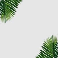 tropisch Grün Palme Blätter Rand Rahmen auf Weiß Hintergrund, Laub Rand Hintergrund, Grün Blätter Hintergrund, Grün Hintergrund, Grün Blätter Grenze, belaubt Rand foto