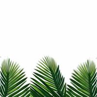 tropisch Grün Palme Blätter Rand Rahmen auf Weiß Hintergrund, Laub Rand Hintergrund, Grün Blätter Hintergrund, Grün Hintergrund, Grün Blätter Grenze, belaubt Rand foto