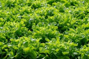 frischer Frillice Eisbergsalat Blattsalate Gemüse Hydroponik Farm