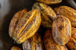 Kakaofrucht rohe Kakaobohnen und Kakaoschotenhintergrund foto