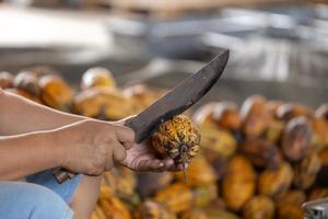 Mann hält eine reife Kakaofrucht mit Bohnen drin und holt Samen aus der Scheide