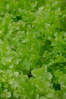 frischer grüner eichensalat blätter salate gemüse hydroponik farm foto