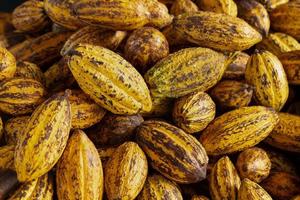 Kakaofrucht rohe Kakaobohnen und Kakaoschotenhintergrund foto