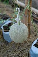 Melonenpflanzen wachsen im Gewächshaus, unterstützt von Melonennetzen