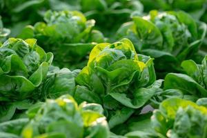 frischer Kopfsalat Blattsalate Gemüse Hydroponik Farm