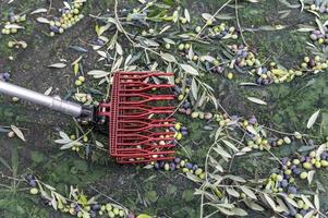 Werkzeug für die Olivenernte an der Säule foto