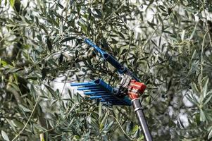 Werkzeug für die Olivenernte an der Säule foto
