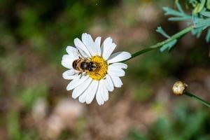 Biene auf Gänseblümchen foto
