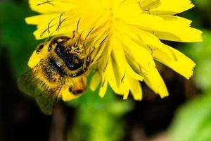 Biene bei der Arbeit foto