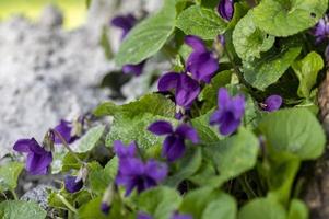 frisch blühende Veilchenpflanze im Garten foto