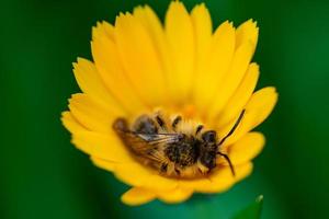 Erwachen einer Biene foto