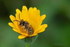 Biene auf einer gelben Blume im Frühling foto