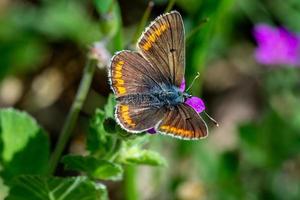 die Aricia Crameraram foto