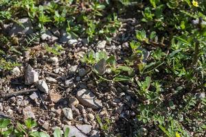 polymmatus iacarus Schmetterling ruht auf dem Boden