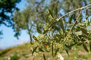 der Olivenbaum und Sprossen foto