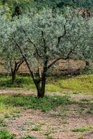 der Olivenbaum foto