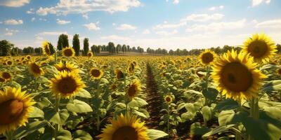 ai generiert. ai generativ. Sonnenblumen Feld beim sonnig Tag. Natur draussen wil erkunden Bauernhof Ernte Tag Stimmung. Grafik Kunst foto