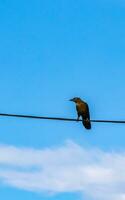 Großschwanz grackle Vogel auf Leistung Pole Kabel Leiter Stufen. foto