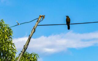 Großschwanz grackle Vogel auf Leistung Pole Kabel Leiter Stufen. foto