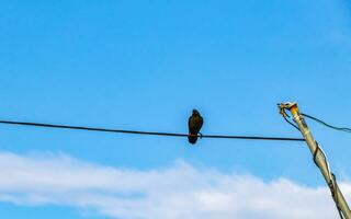 Großschwanz grackle Vogel auf Leistung Pole Kabel Leiter Stufen. foto