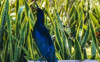 Großschwanz grackle Vogel sitzt auf Pflanze Baum Natur Mexiko. foto