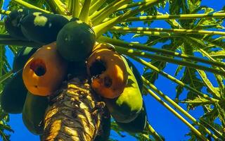 schöner papayabaum in tropischer natur in puerto escondido mexiko. foto