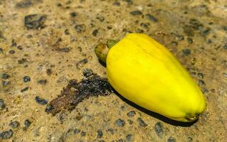 Cashew Baum Anakard abendländisch mit reif Früchte Nüsse im Mexiko. foto