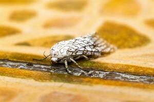 Weiß groß tropisch Motte Schmetterling Insekt auf das Boden Mexiko. foto