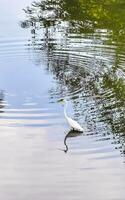 großartig Weiß Reiher Gehen um im tropisch Sumpf Fluss Mexiko. foto